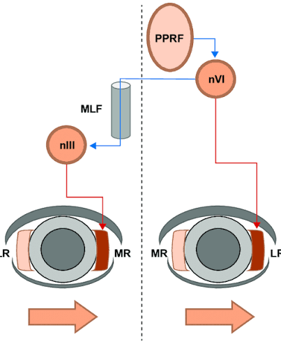 PPRF&MLF.png