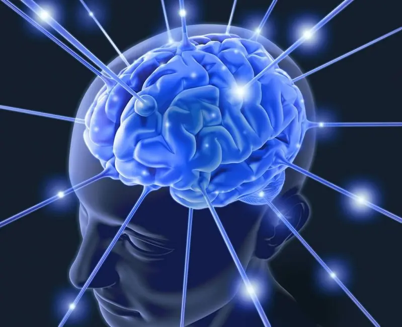 brain-clip.png30